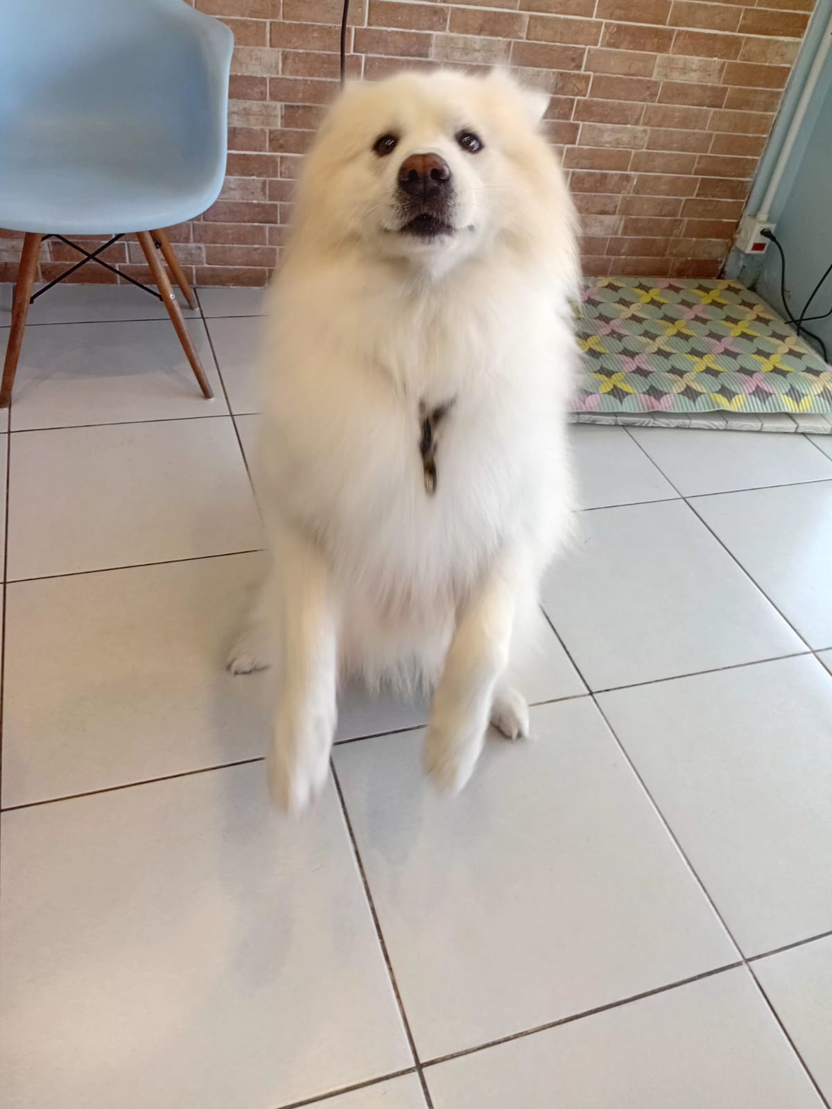 Cão fofinho depois do banho e tosa